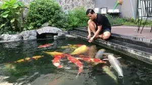 Thiết kế hồ cá Koi: bố trí, hệ lọc và bước chuẩn bị